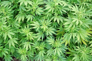 marijuana, Leaves, Plants, Drugs, 420, Rasta