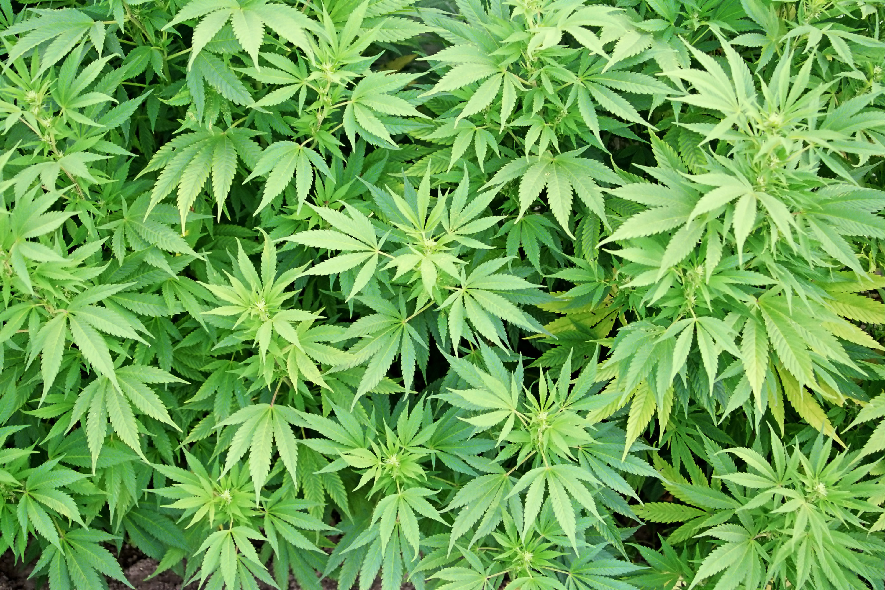 marijuana, Leaves, Plants, Drugs, 420, Rasta Wallpaper