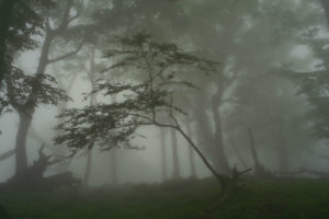 landscapes, Fog, Forest, Woods