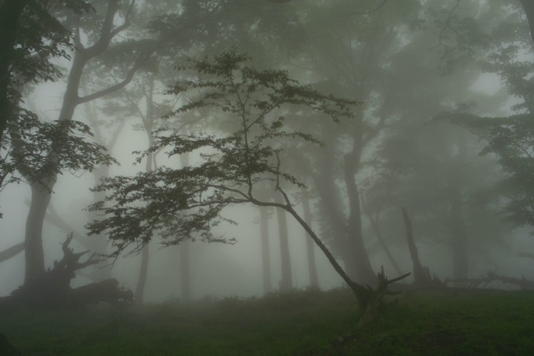 landscapes, Fog, Forest, Woods HD Wallpaper Desktop Background