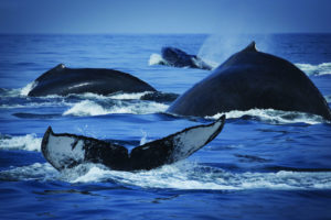 whales, Breach, Ocean, Sea, Nature