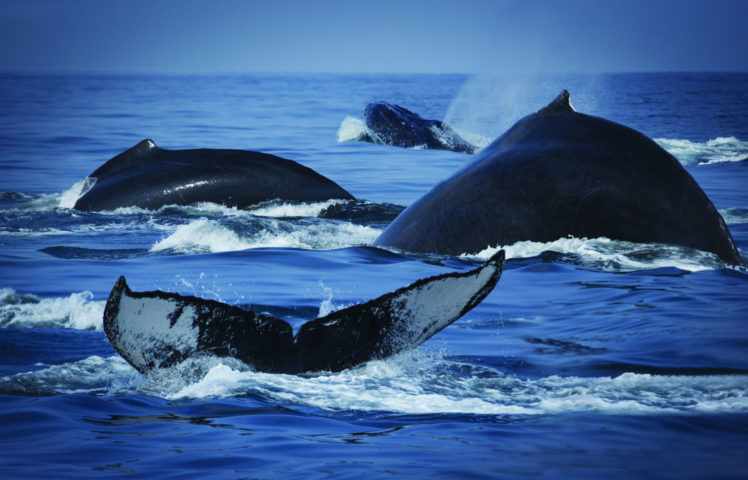 whales, Breach, Ocean, Sea, Nature HD Wallpaper Desktop Background