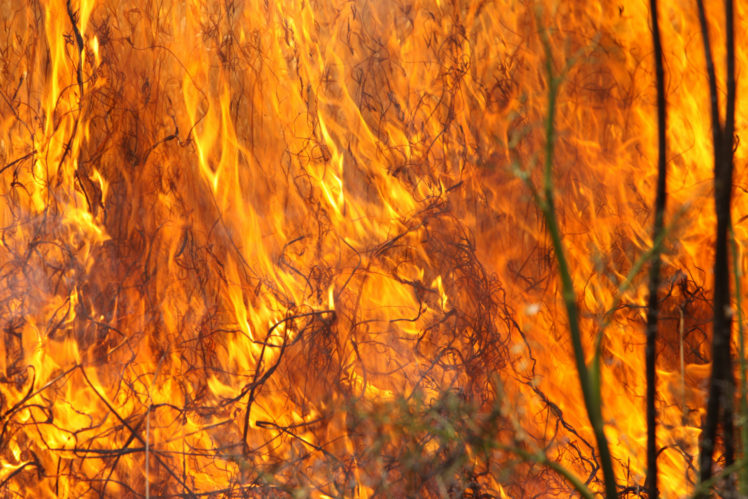 forest, Fire, Flames, Orange, Hot HD Wallpaper Desktop Background