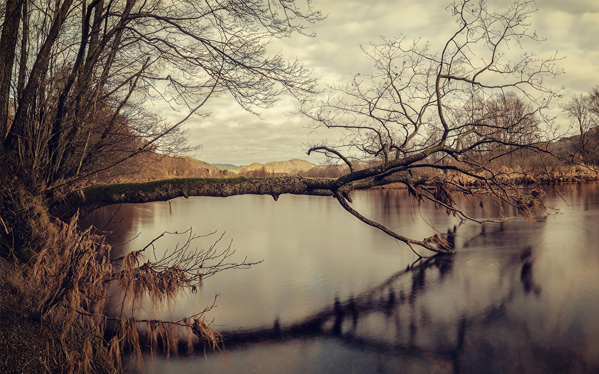 landscapes, Trees Wallpaper