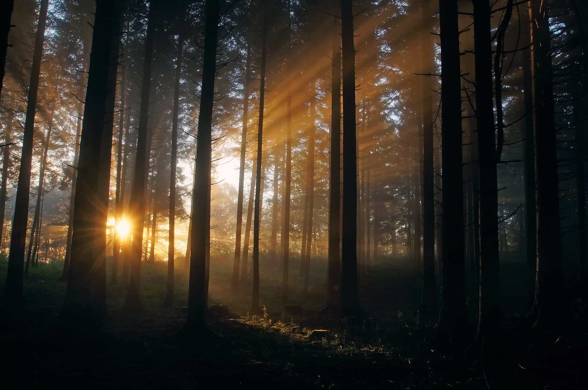landscapes, Filtered, Sunlight, Beams, Rays, Sunset, Sunrise, Forest, Woods Wallpaper