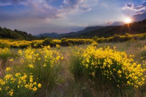 landscape, Flowers, Yellow, Meadow, Nature