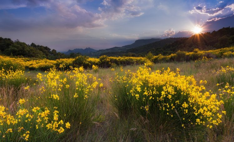 landscape, Flowers, Yellow, Meadow, Nature HD Wallpaper Desktop Background