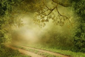 forests, Trail, Fog, Grass, Nature