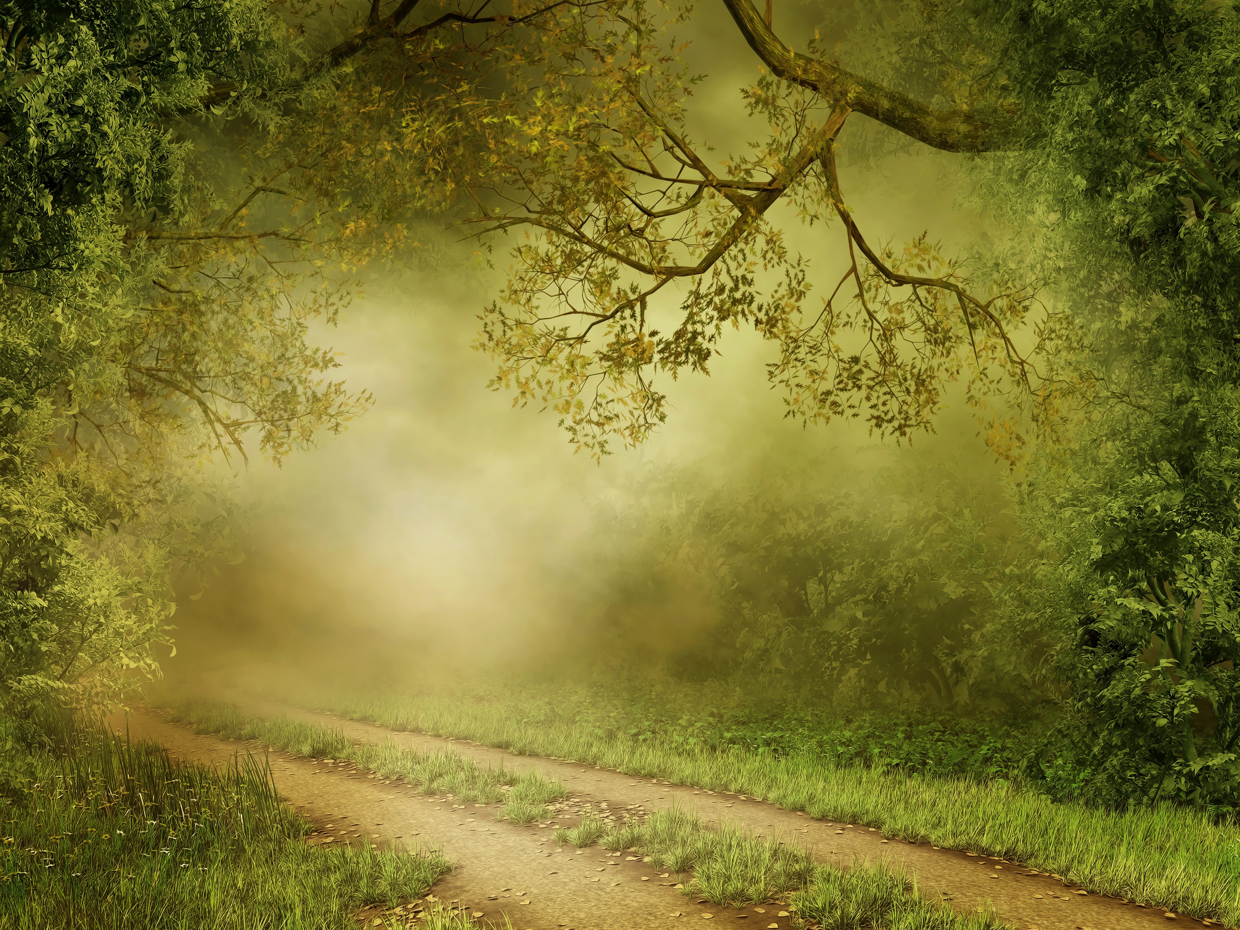 forests, Trail, Fog, Grass, Nature Wallpaper