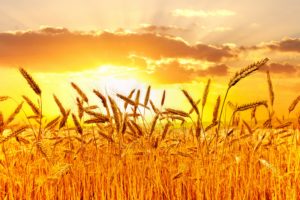 fields, Sunrises, And, Sunsets, Sky, Ear, Botany, Nature, Wheat, Grass, Bokeh