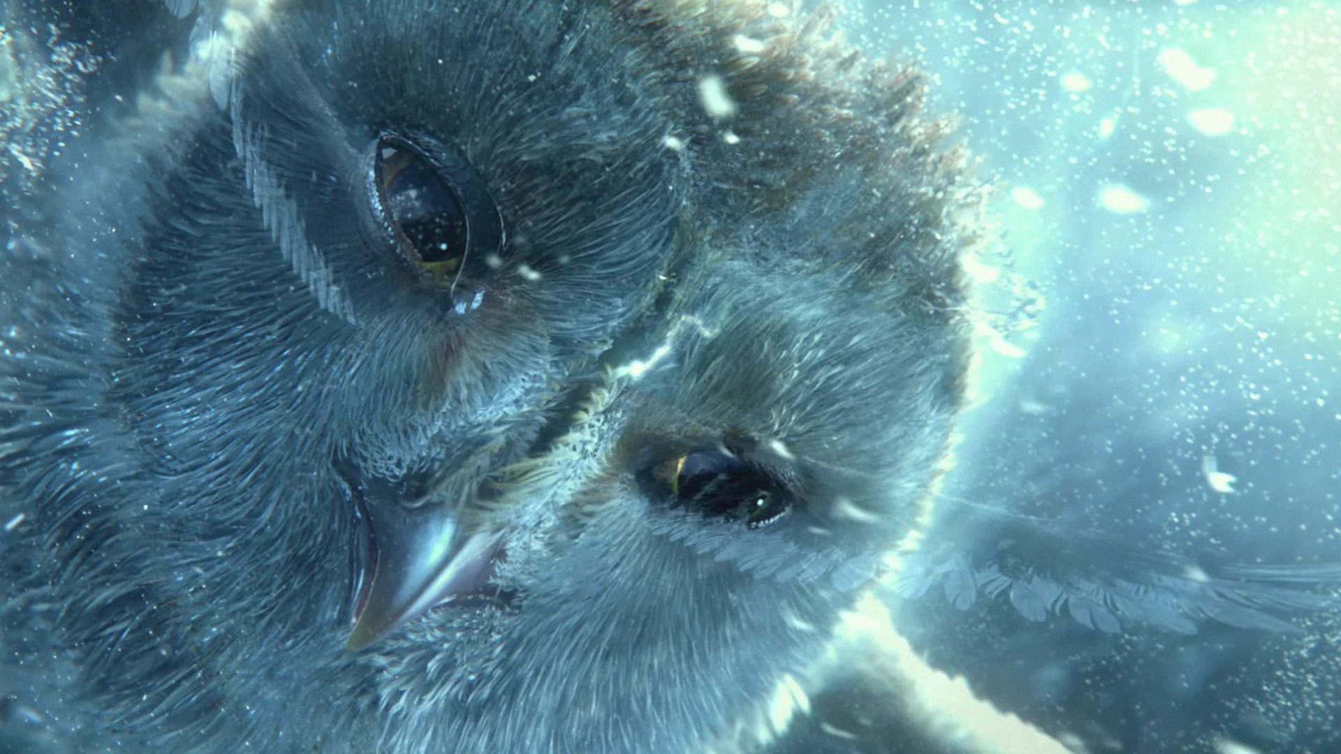 legends, Guardians, Owls, Gahoole, Animation, Fantasy, Adventure ...