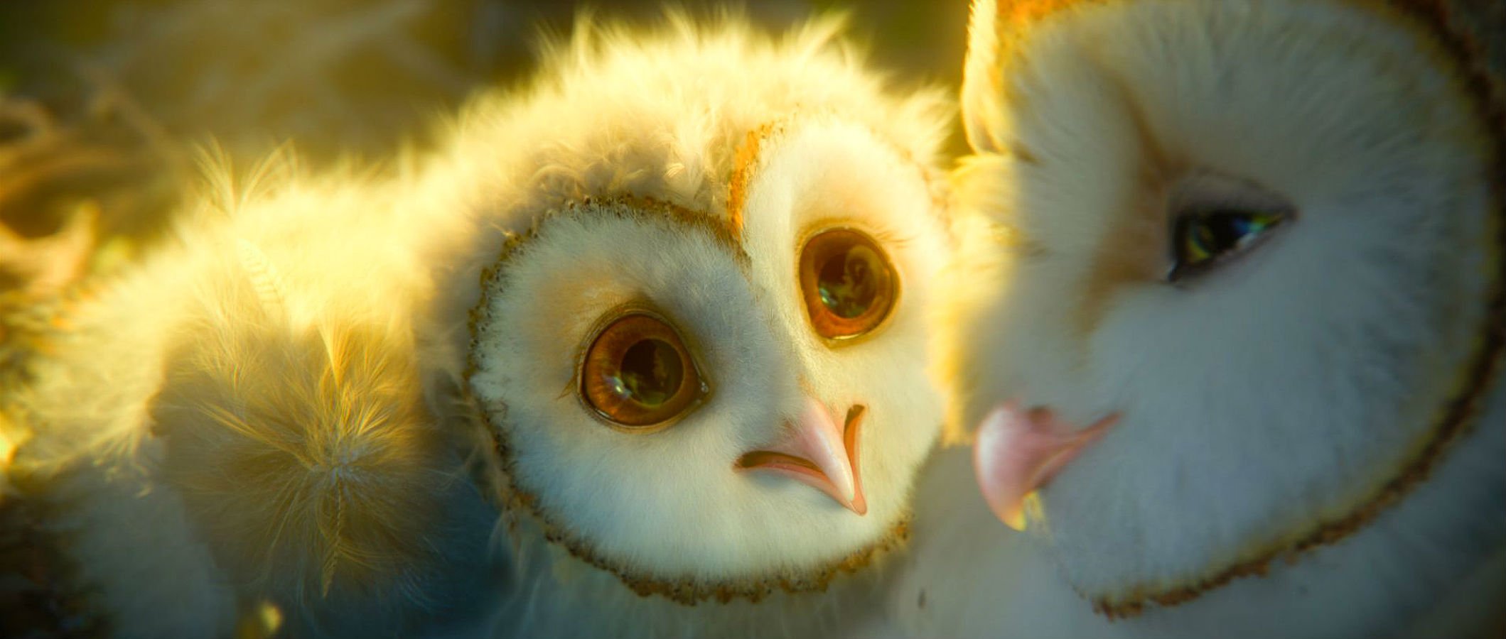 legend, Guardians, Owls, Gahoole, Animation, Fantasy, Adventure, Family, Cartoon, Hoole, Owl,  23 Wallpaper