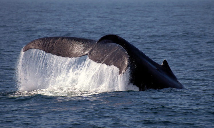 whales, Ocean, Sea HD Wallpaper Desktop Background