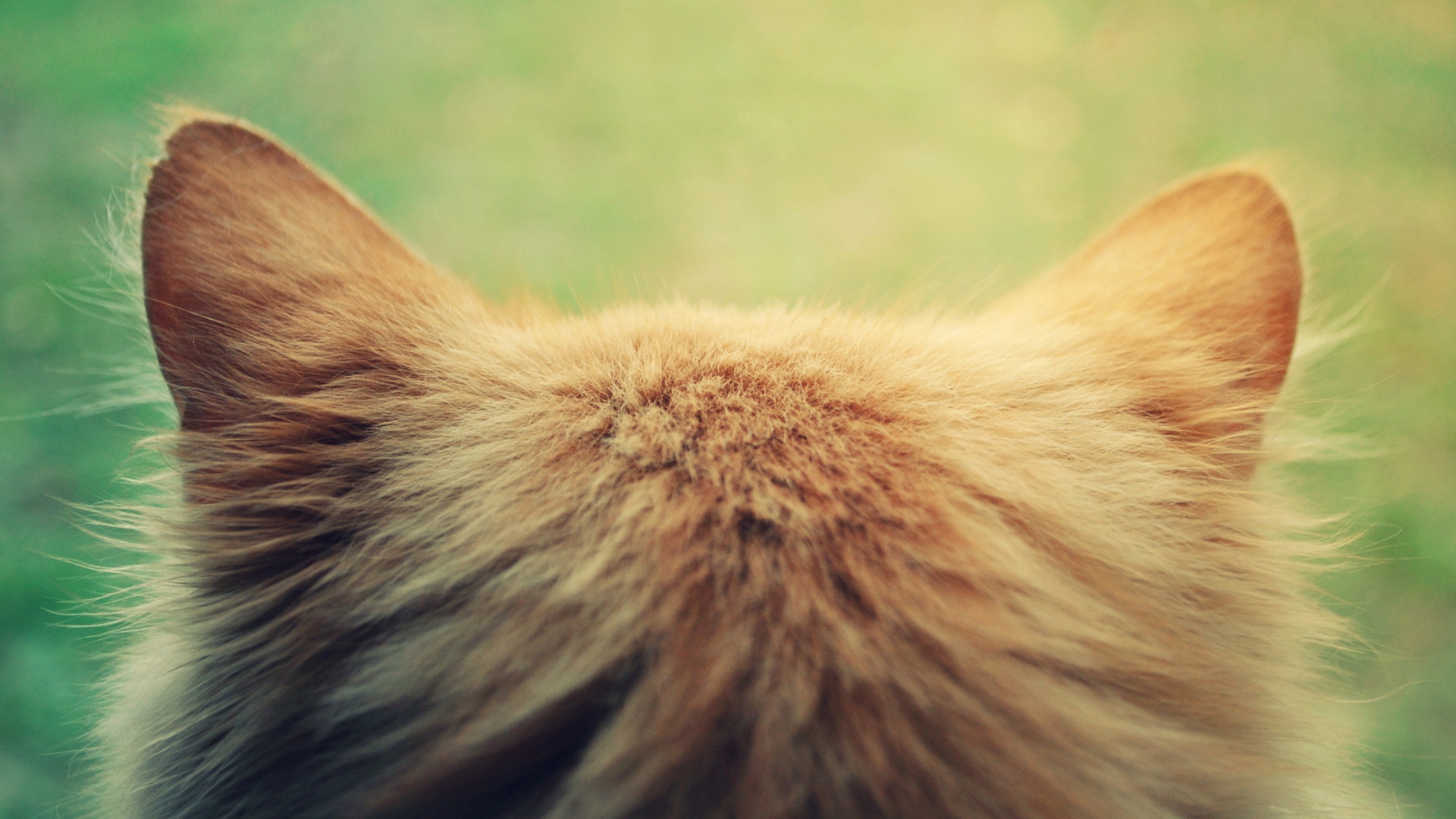 38017 Wallpaper
