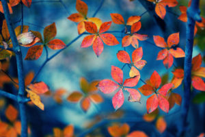 autumn, Fall, Trees