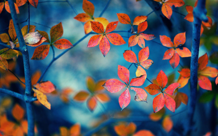 autumn, Fall, Trees HD Wallpaper Desktop Background
