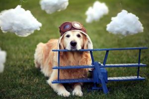 dogs, Cute, Costume, Uniform, Toys, Aircraft, Airplane, Glasses