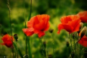 red, Poppies