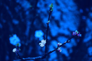 blue, Spring