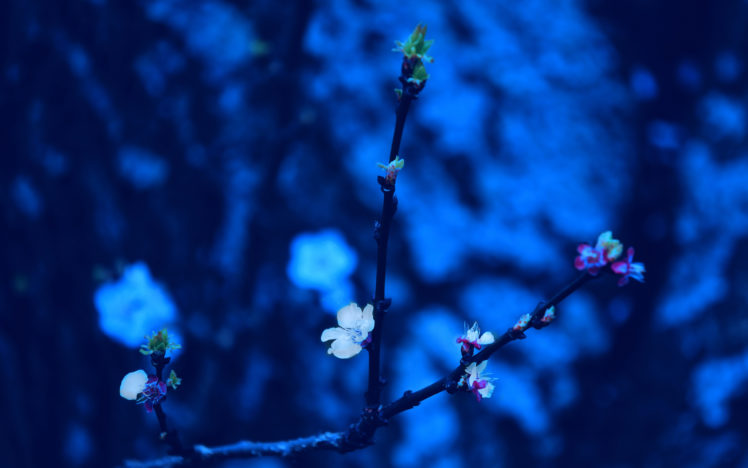 blue, Spring HD Wallpaper Desktop Background