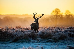animals, Deer, Sunrise, Sunset, Landscapes, Nature, Autumn, Fall, Frost