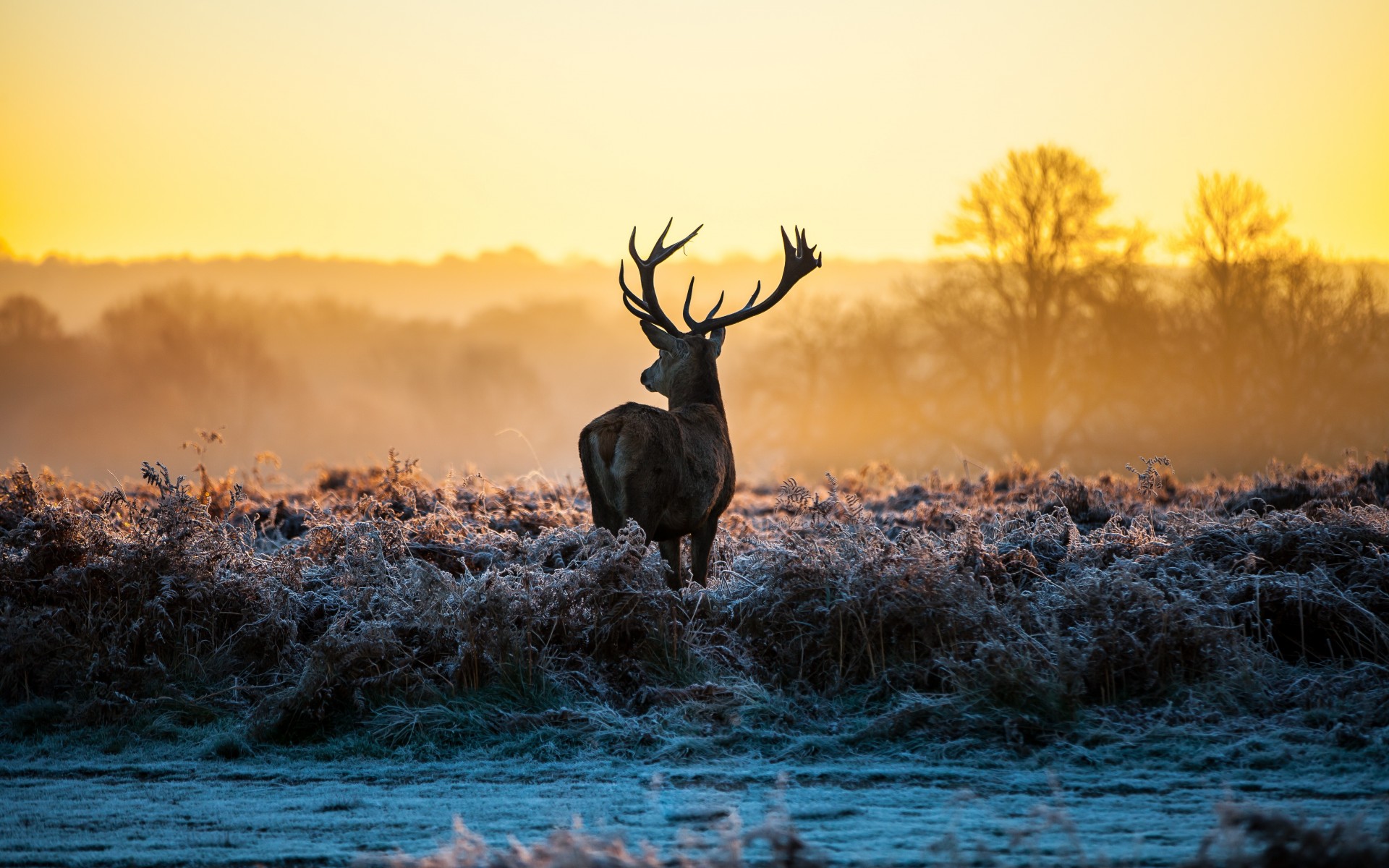 animals, Deer, Sunrise, Sunset, Landscapes, Nature, Autumn, Fall, Frost Wallpaper