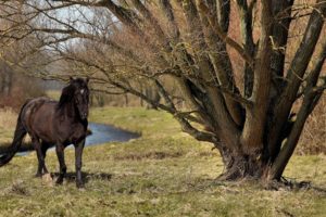 animals, Horses, Landscapes