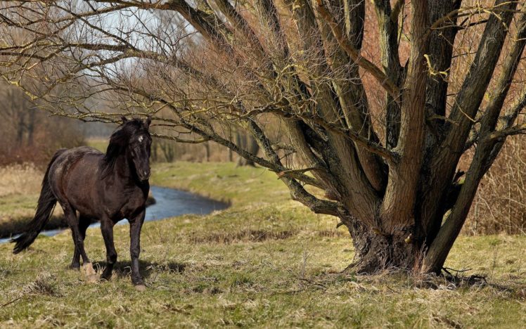 animals, Horses, Landscapes HD Wallpaper Desktop Background
