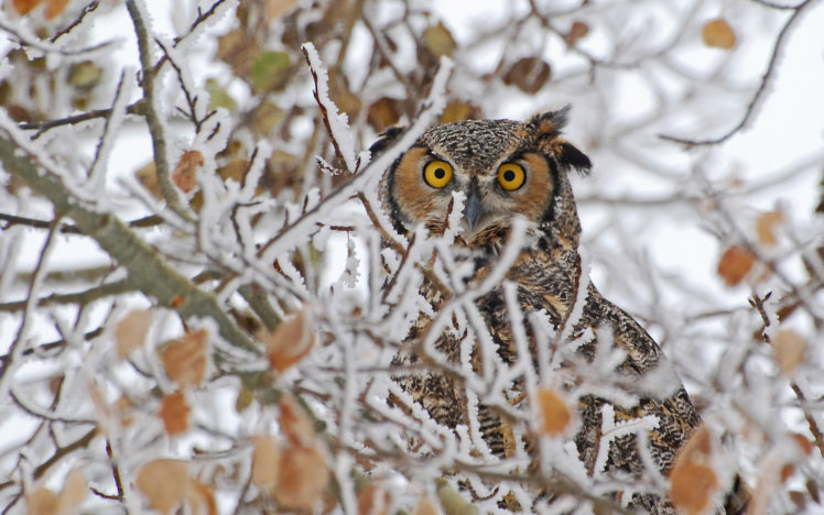 birds, Owls, Face, Eyes, Pov, Winter, Trees, Nature, Wildlife HD Wallpaper Desktop Background