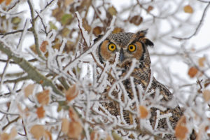 birds, Owls, Face, Eyes, Pov, Winter, Trees, Nature, Wildlife