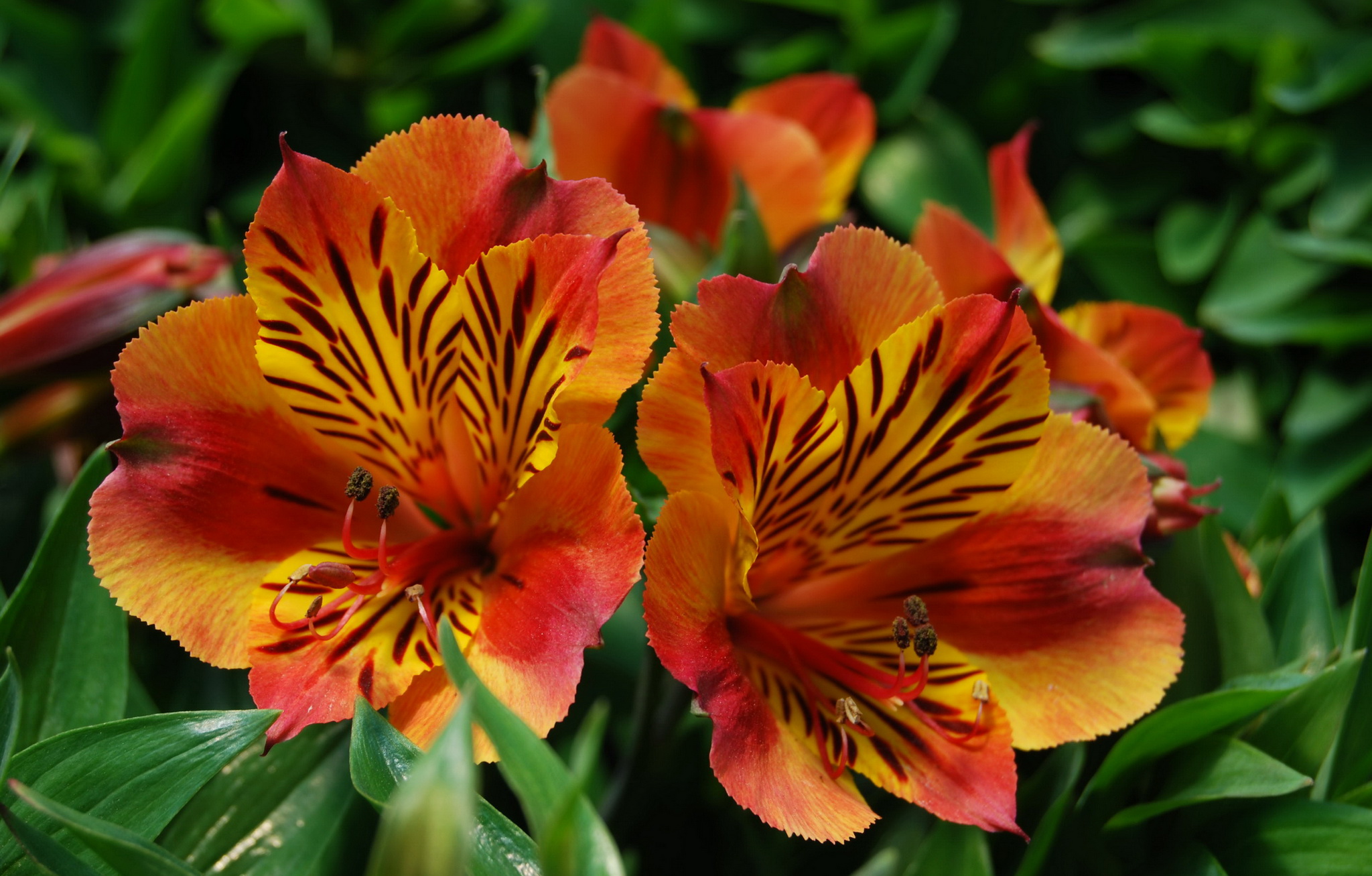 nature, Flowers, Plants Wallpaper