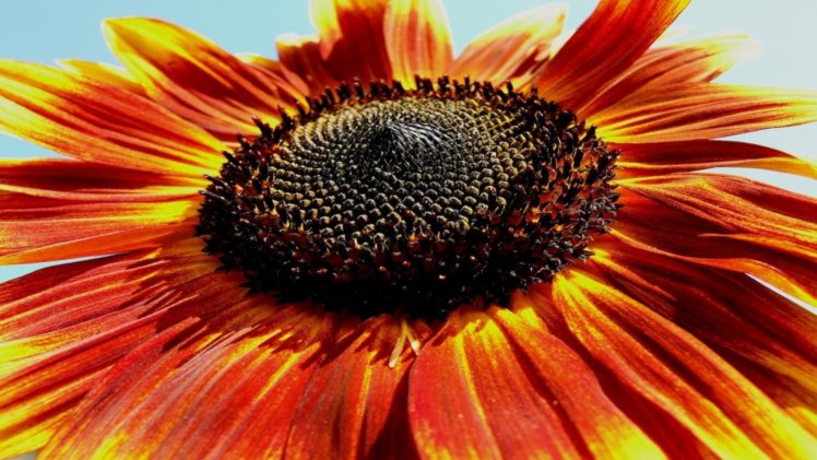 nature, Flowers, Sunflower, Petals, Close HD Wallpaper Desktop Background
