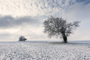 nature, Landscapes, Fields, Trees, Winter, Snow, Sky, Clouds