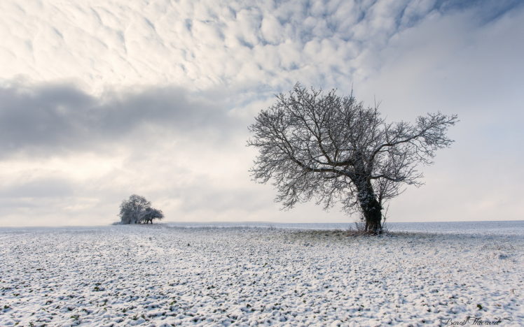nature, Landscapes, Fields, Trees, Winter, Snow, Sky, Clouds HD Wallpaper Desktop Background