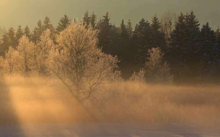 nature, Landscapes, Trees, Forest, Woods, Winter, Snow, Fog, Sunrise HD Wallpaper Desktop Background