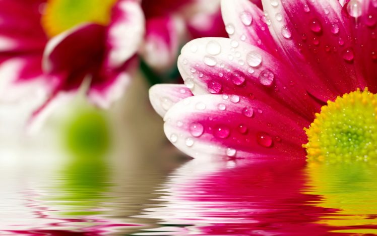 flower, Reflections HD Wallpaper Desktop Background