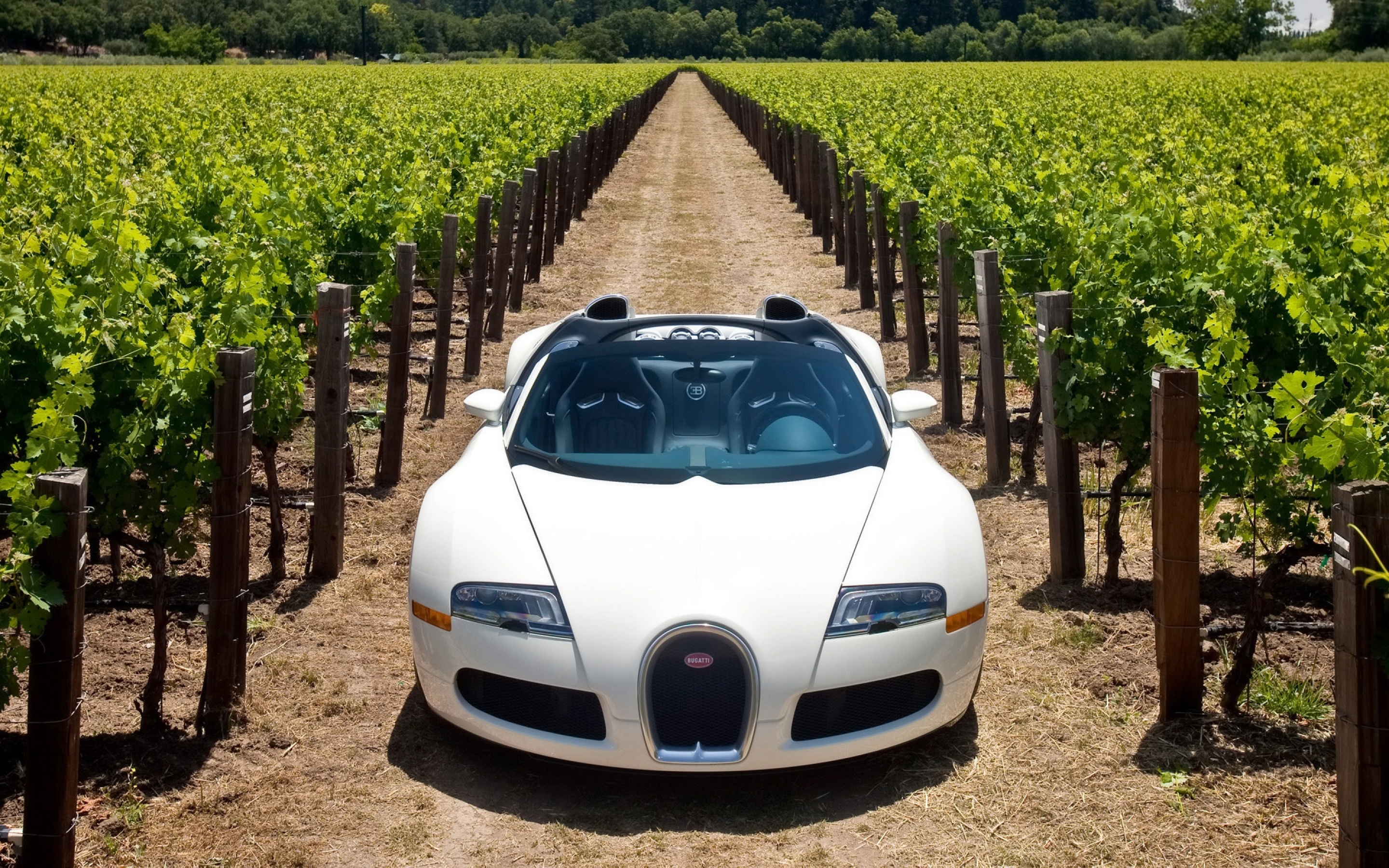 bugatti, Veyron, 164, Grand, Sport, 2010, In, Napa, Valley, Front Wallpaper
