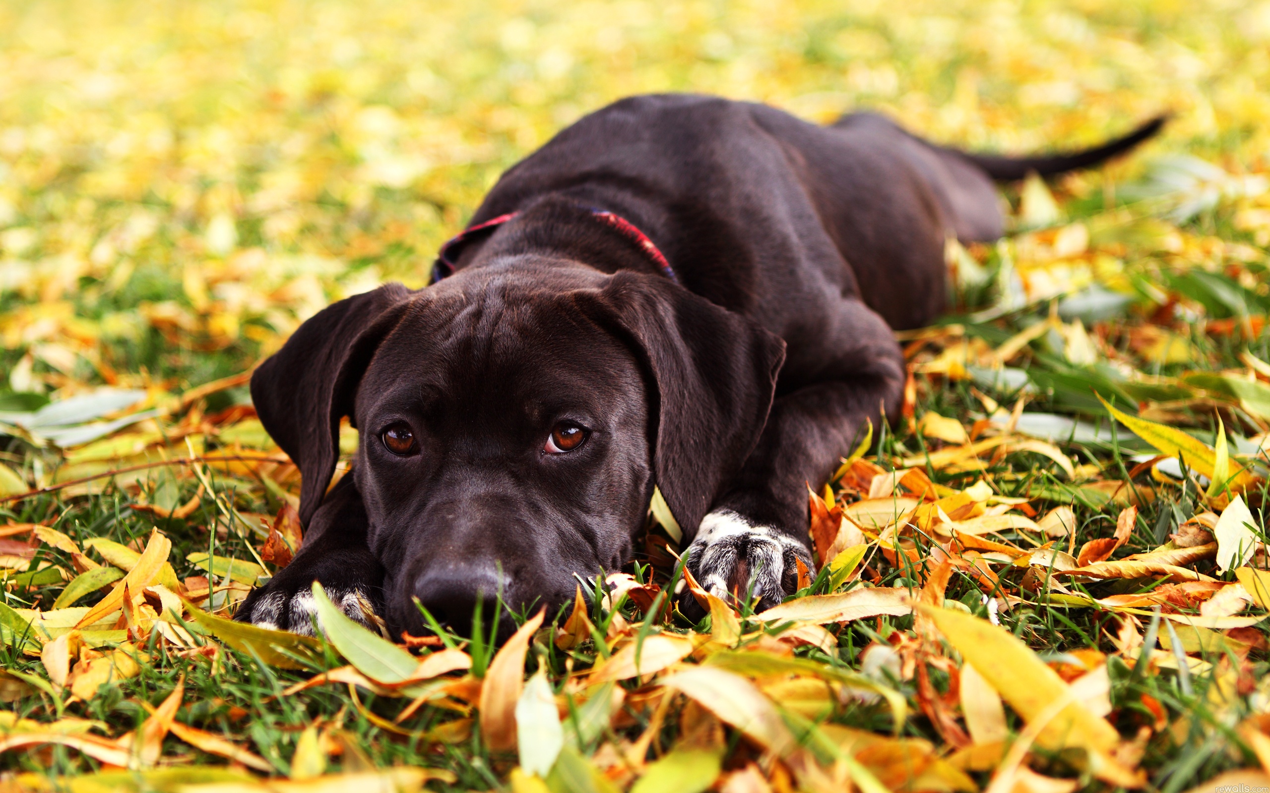 dog, And, Leaves Wallpaper