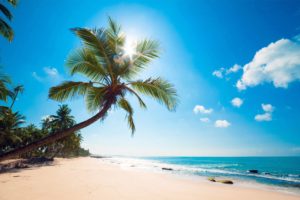 ocean, Palm, Trees, Beach, Shore, Tropics