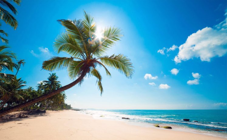 ocean, Palm, Trees, Beach, Shore, Tropics HD Wallpaper Desktop Background