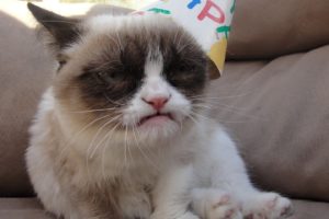 grumpy, Cat