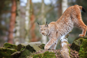 animals, Cats, Lynx, Trees, Forest, Wildlife, Predator, Nature