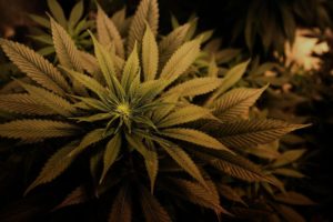 cannabis, Marijuana, Plants, Leaves, Drugs, 420