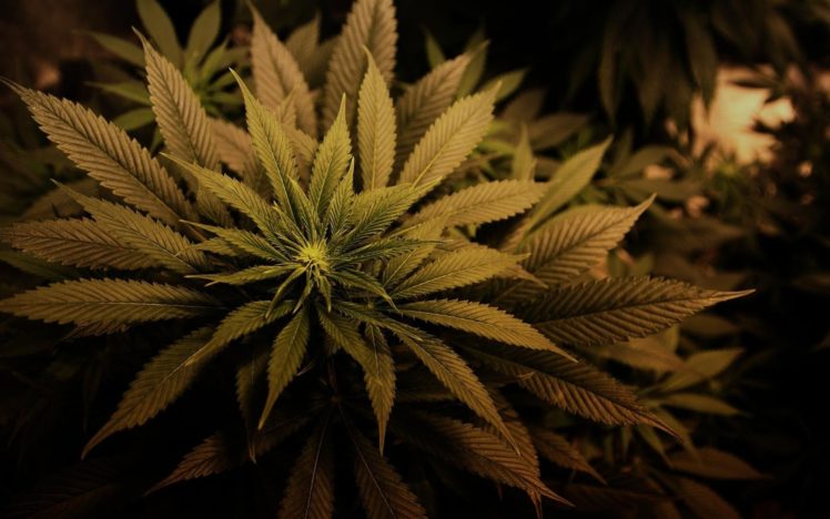 cannabis, Marijuana, Plants, Leaves, Drugs, 420 HD Wallpaper Desktop Background