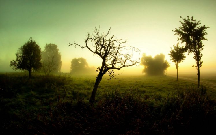 nature, Landscapes, Sunrise, Sunset, Trees, Sky, Fog HD Wallpaper Desktop Background