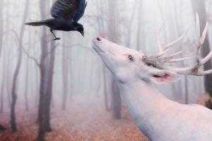 deer, Digital, Art, Crows, Albino, Photo, Manipulation, Fantasy
