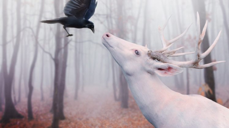 deer, Digital, Art, Crows, Albino, Photo, Manipulation, Fantasy HD Wallpaper Desktop Background