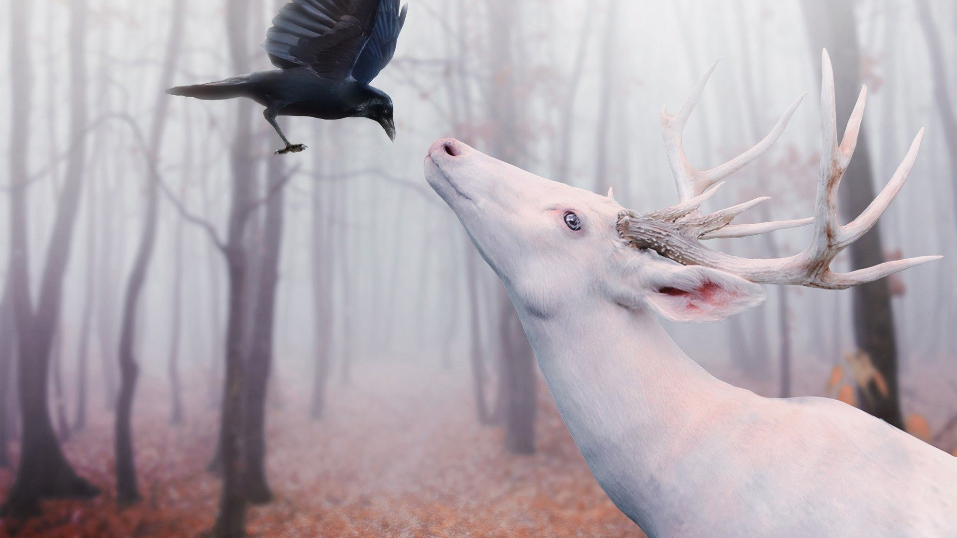 deer, Digital, Art, Crows, Albino, Photo, Manipulation, Fantasy Wallpaper
