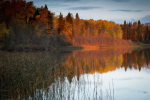 nature, Landscapes, Lakes, Reflection, Reeds, Grass, Trees, Forest, Autumn, Fall, Sky