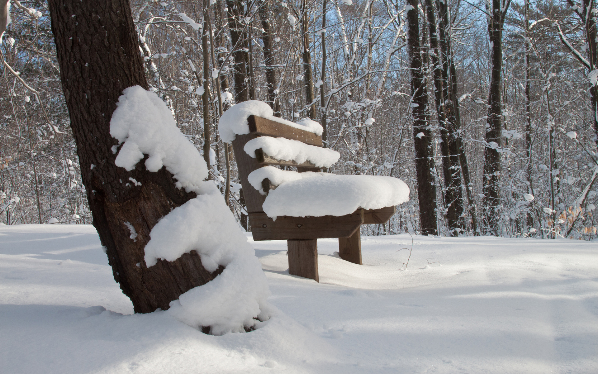 nature, Landscapes, Winter, Snow, Bench, Trees, Forest, Woods Wallpaper